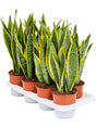 Sansevieria Trifasciata 'Laurentii'