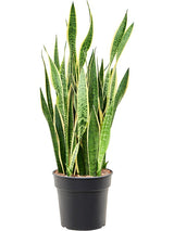 Sansevieria Trifasciata 'Laurentii' - Tuft