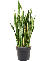 Sansevieria Trifasciata 'Laurentii' - Tuft