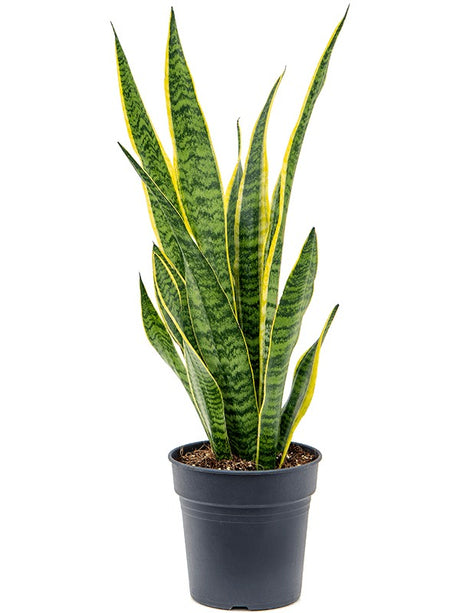 Sansevieria Trifasciata 'Laurentii' - Tuft