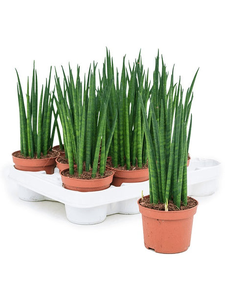 Sansevieria Cylindrica 'Mikado' 11/Tray