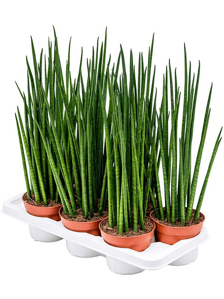 Sansevieria Cylindrica 'Mikado' 7/Tray - Tuft