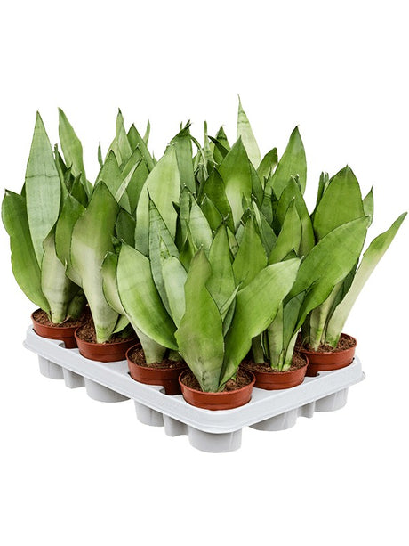 Sansevieria Trifasciata 'Moonshine' 12/Tray