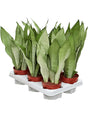 Sansevieria Trifasciata 'Moonshine' 6/Tray