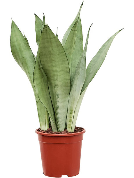 Sansevieria Trifasciata 'Moonshine' - Tuft