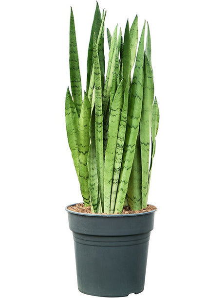 Sansevieria Trifasciata 'Silver Mist' - Tuft