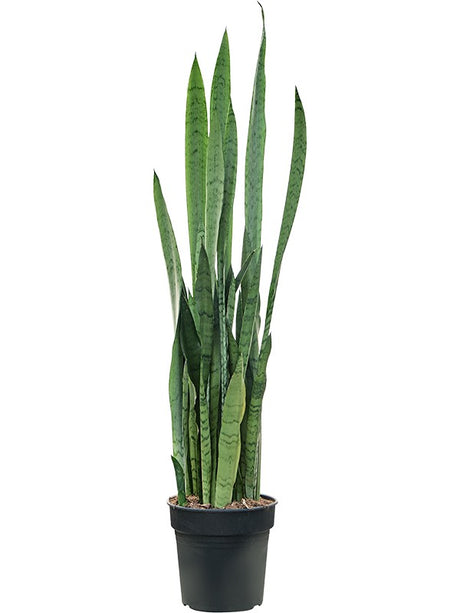 Sansevieria Trifasciata 'Silver Mist' - Tuft