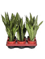 Sansevieria Zeylanica 6/Tray