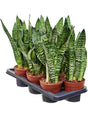 Sansevieria Zeylanica 7/Tray - Tuft