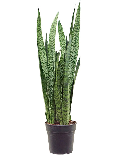 Sansevieria Zeylanica - Tuft