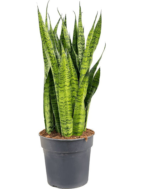 Sansevieria Zeylanica - Tuft