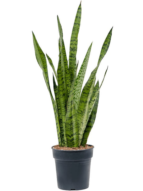 Sansevieria Zeylanica - Tuft