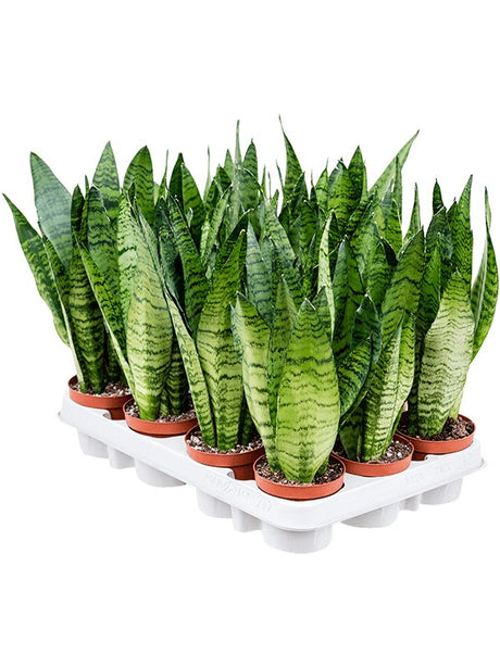 Sansevieria Zeylanica 12/Tray