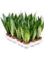 Sansevieria Zeylanica 12/Tray