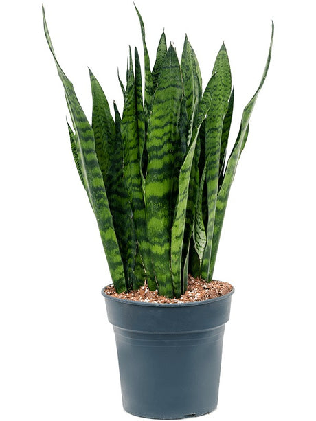 Sansevieria Zeylanica - Tuft