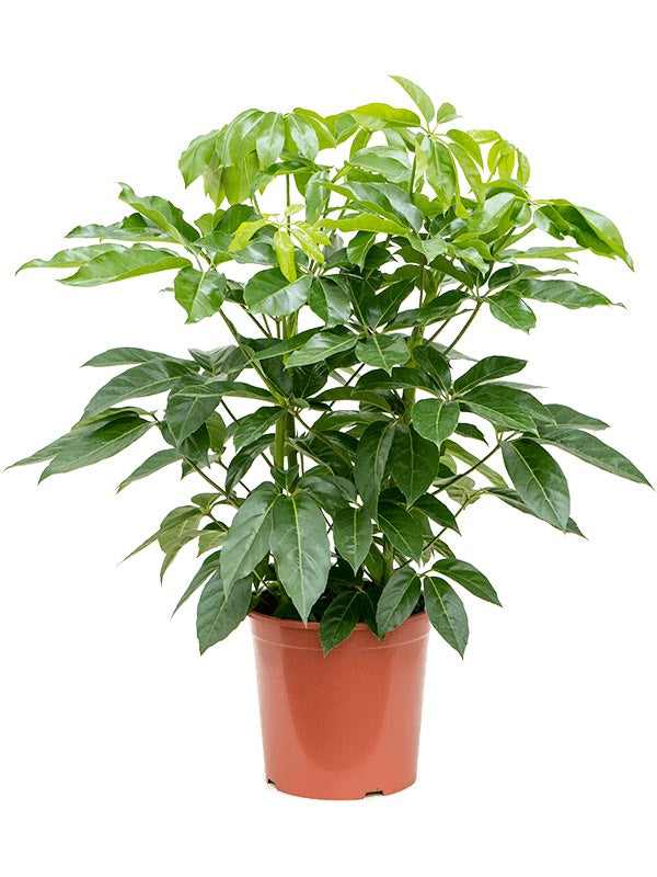 Schefflera Actinophylla 'Amate' - Tuft