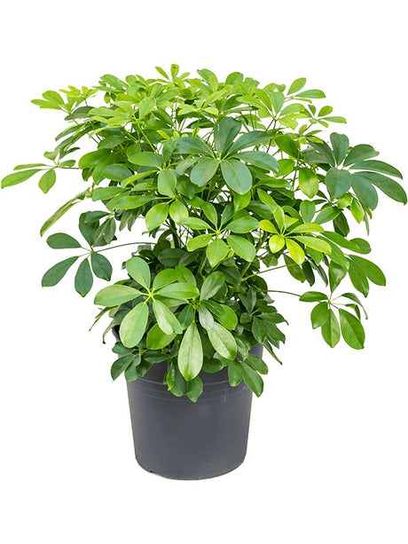 Schefflera Arboricola 'Compacta' - Bush