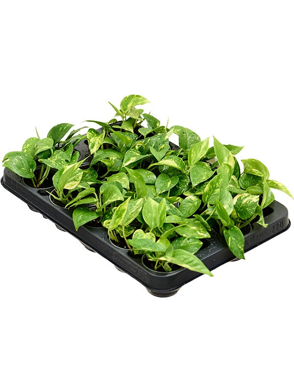 Scindapsus (Epipremnum) 'Aureum' 20/Tray