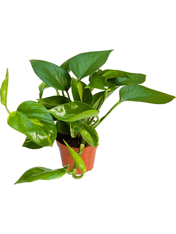 Scindapsus (Epipremnum) 'Aureum' 12/Tray - Hanger