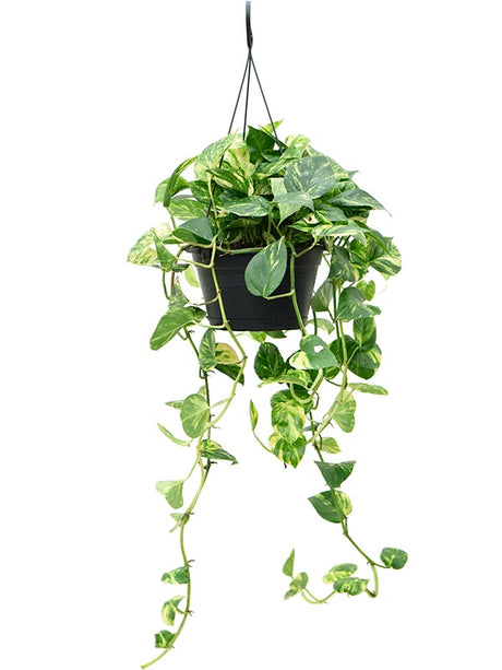 Scindapsus (Epipremnum) 'Aureum' - Hanger