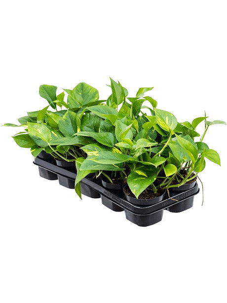 Scindapsus (Epipremnum) 'Aureum' 10/Tray - Hanger