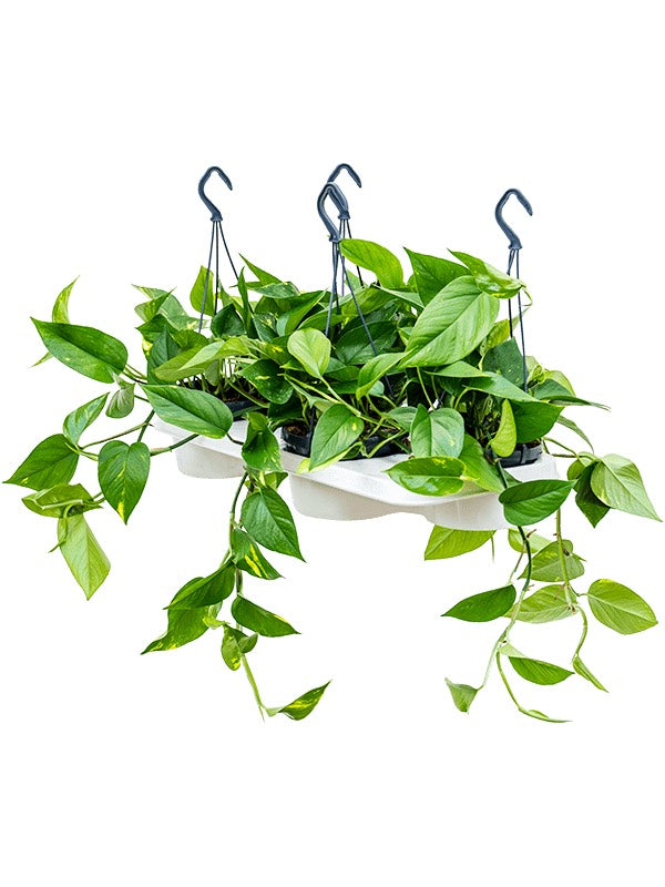 Scindapsus (Epipremnum) 'Aureum' 4/Tray - Hanger