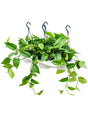 Scindapsus (Epipremnum) 'Aureum' 4/Tray - Hanger