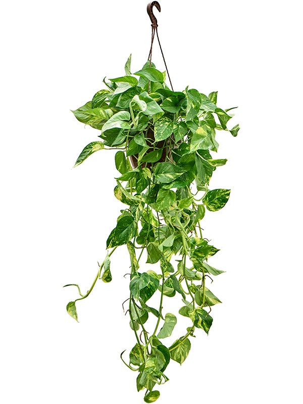 Scindapsus (Epipremnum) 'Aureum' - Hanger