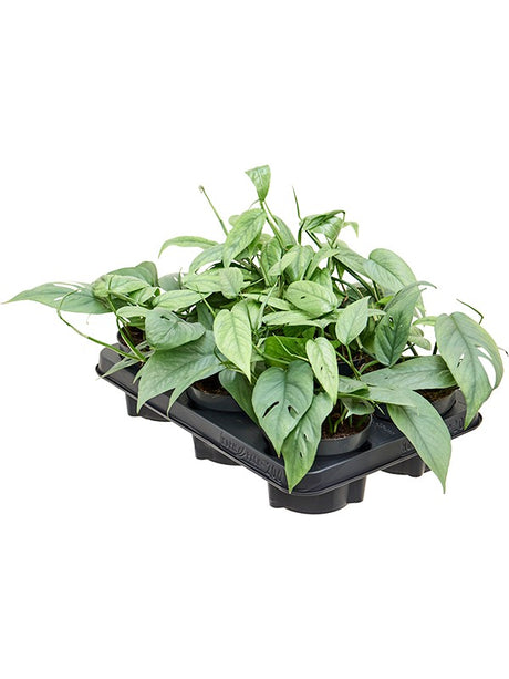 Scindapsus (Epipremnum) Pinnatum 'Cebu Blue' 6/Tray - Hanger