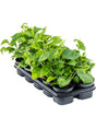 Scindapsus (Epipremnum) 'Global Green' 10/Tray - Hanger