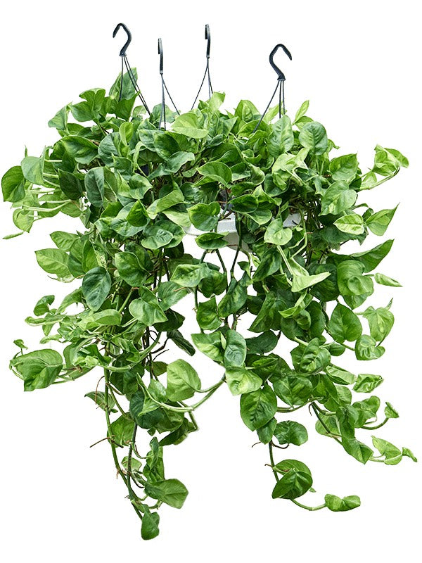 Scindapsus (Epipremnum) 'Global Green' 4/Tray - Hanger