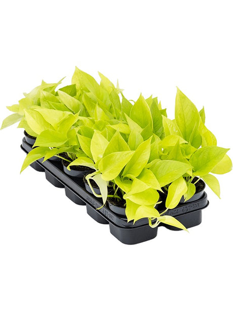 Scindapsus (Epipremnum) 'Golden Pothos' 10/Tray - Hanger