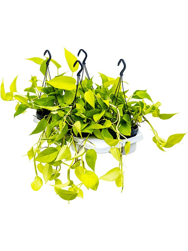 Scindapsus (Epipremnum) 'Golden Pothos' 4/Tray - Hanger