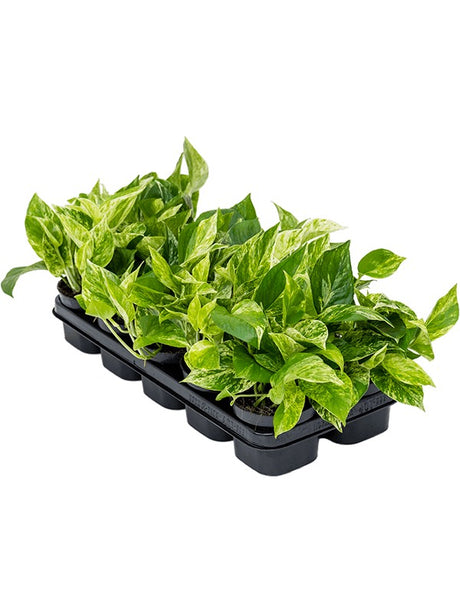 Scindapsus (Epipremnum) 'Marble Queen' 10/Tray - Hanger