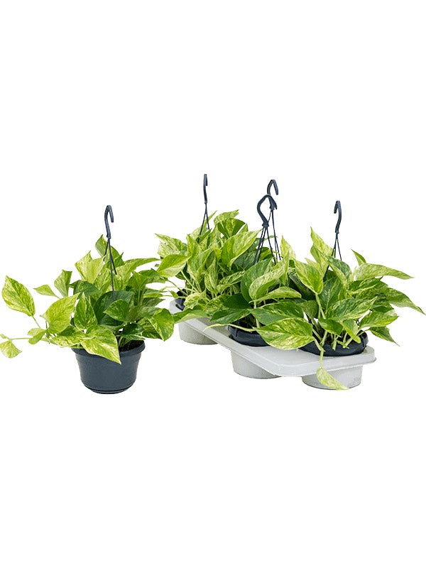 Scindapsus (Epipremnum) 'Marble Queen' 4/Tray - Hanger