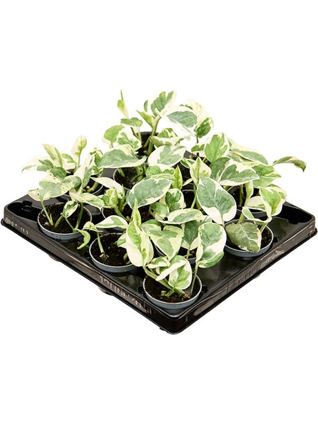 Scindapsus (Epipremnum) 'N'joy' 12/Tray