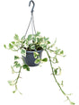 Scindapsus (Epipremnum) 'N'joy' - Hanger