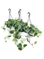 Scindapsus Pictus 4/Tray - Hanger