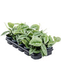 Scindapsus Pictus 'Trebie' 10/Tray - Hanger