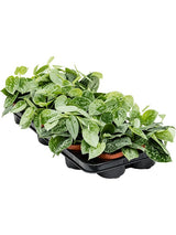 Scindapsus Pictus 'Silvery Ann' 12/Tray - Hanger