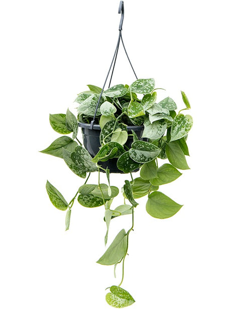 Scindapsus Pictus 'Silvery Ann'' - Hanger