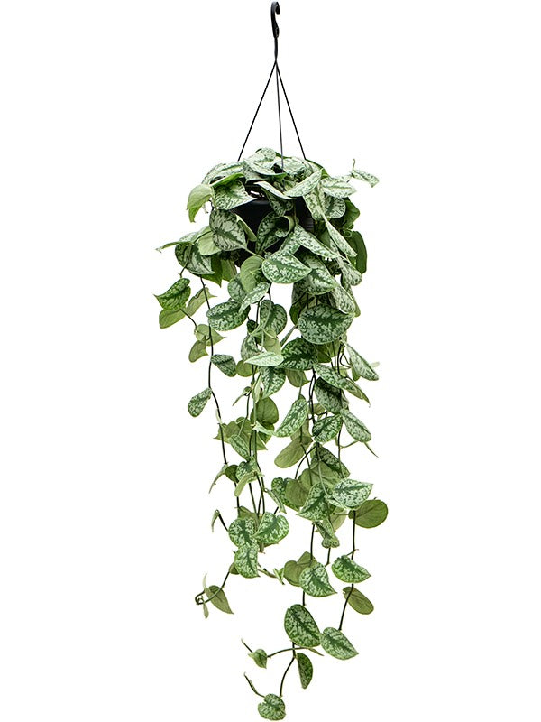 Scindapsus Pictus 'Trebie' - Hanger