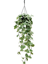 Scindapsus Pictus 'Trebie' - Hanger