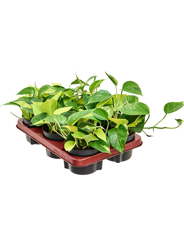 Scindapsus (Epipremnum) 'Tricolore' 6/Tray