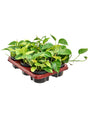 Scindapsus (Epipremnum) 'Tricolore' 6/Tray