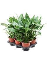 Spathiphyllum 'Diamond' 6/Tray - Bush