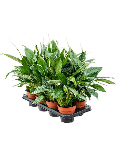 Spathiphyllum 'Sweet Chico' 8/Tray - Bush