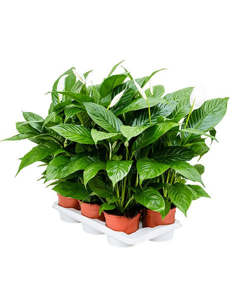 Spathiphyllum 'Vivaldi' 6/Tray - Bush