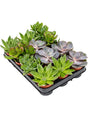 Succulenten Mix 12/Tray