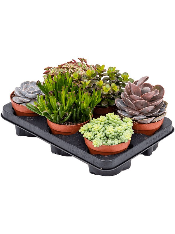 Succulenten Mix 6/Tray